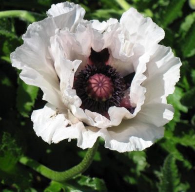 Papaver orientale 'Royal Wedding'