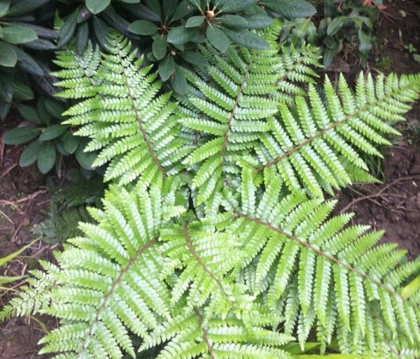 Polystichum polyblepharum