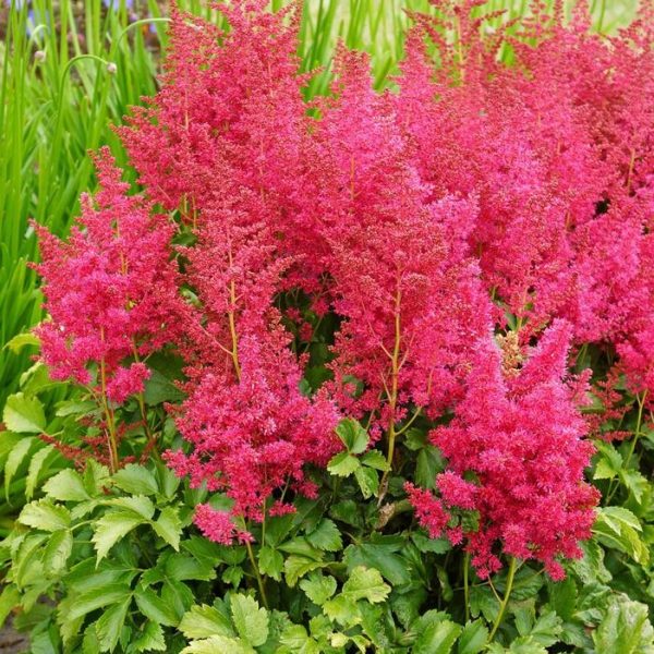 Astilbe x 'Younique Ruby Red'