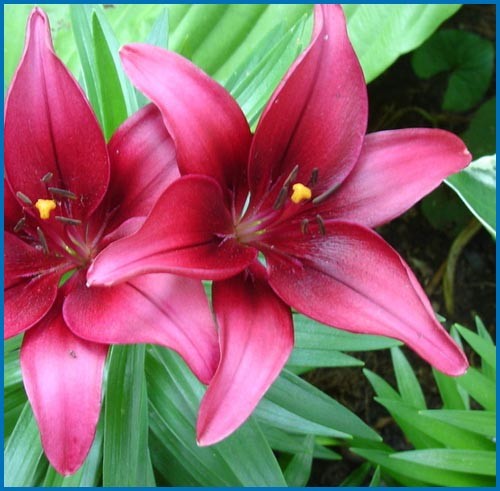 Lilium 'Tiny Ghost'
