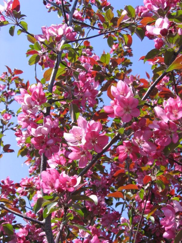 Royal Mist Crabapple