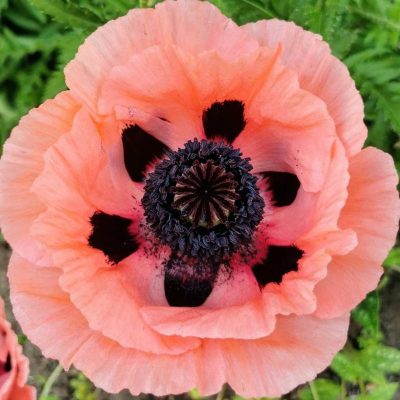 Papaver orientale 'Princess Victoria Louise'