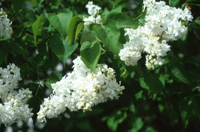 Syringa vulgaris 'Alba'