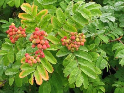 Sorbus sitchensis
