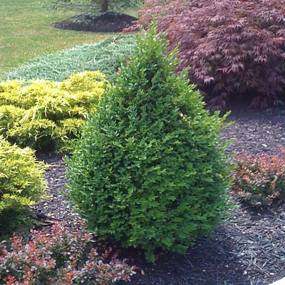 Boxwood