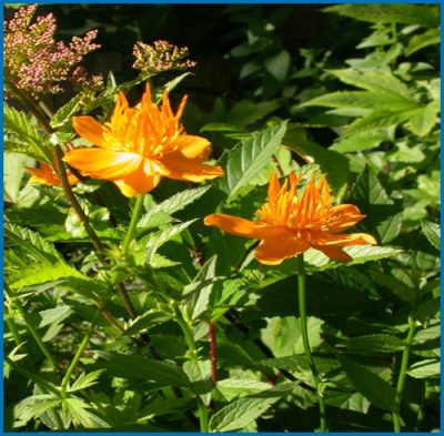 Trolle 'Golden Queen'