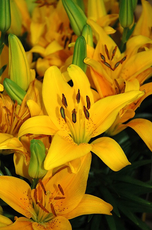 Lilium 'Tiny Bee'