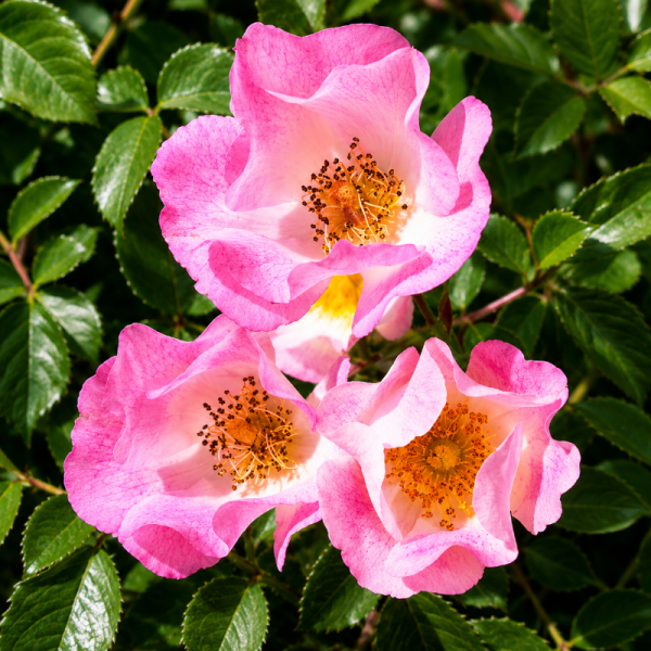 Rosa 'Carefree Delight'