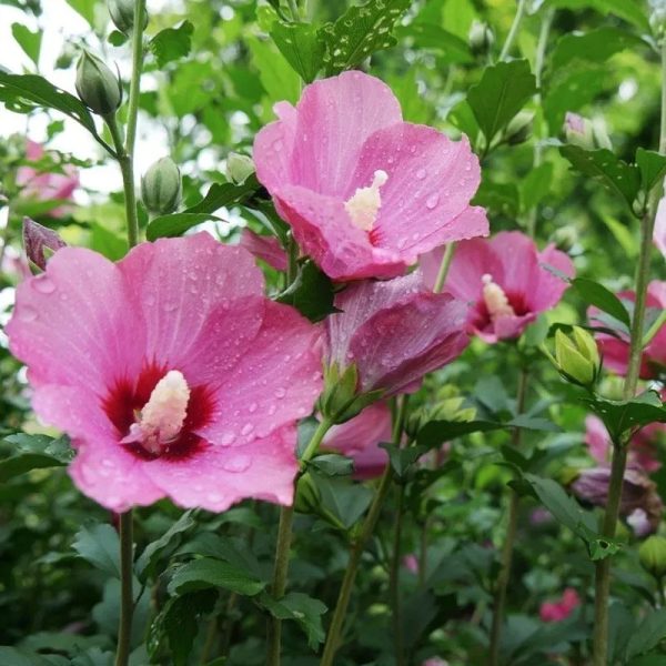 Hibiscus syriacus 'Lil Kim Red' (sur tige)