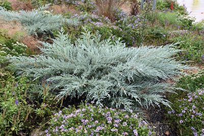 Juniperus virginiana 'Grey Owl'