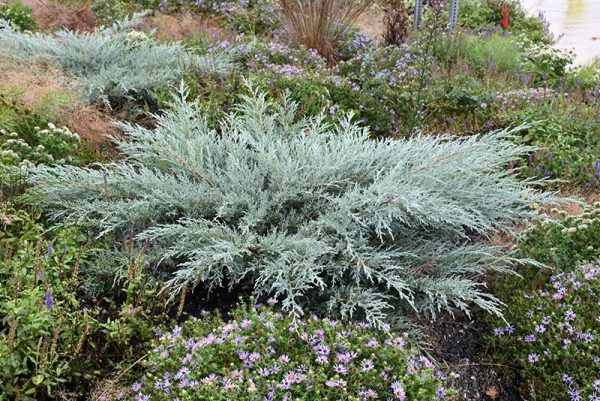 Juniperus virginiana 'Grey Owl'