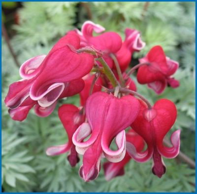 Bleeding Heart