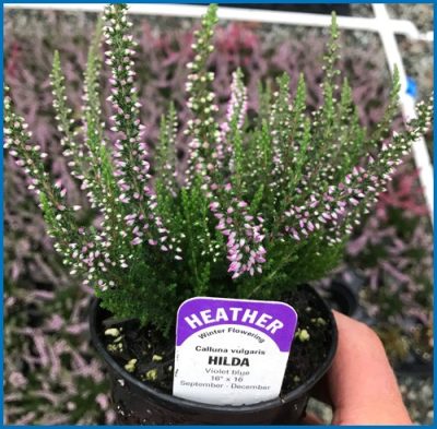 Calluna vulgaris 'Hilda'