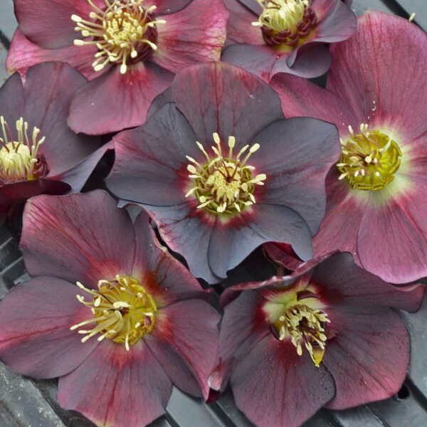 Helleborus x 'Rome in Red'