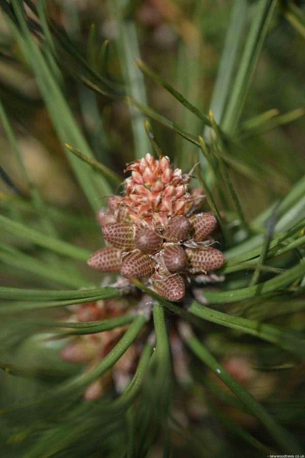 Pinus nigra 'Green Rocket'
