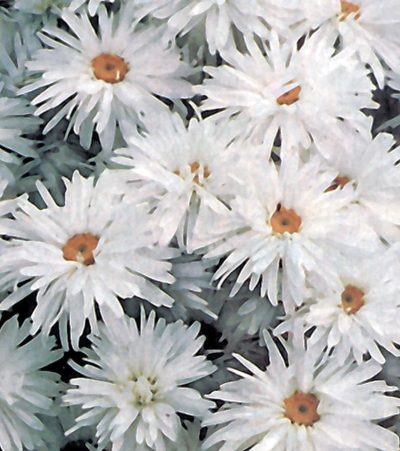 Leucanthemum 'Crazy Daisy'