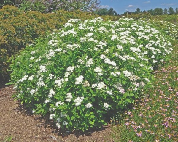 Spiraea japonica 'Empire Yeti'