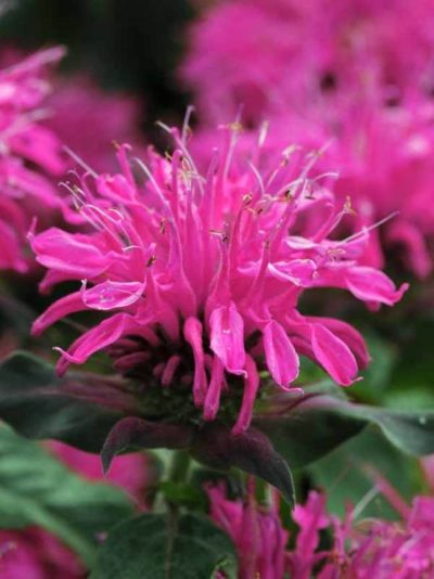 Bee Balm, Bergamot