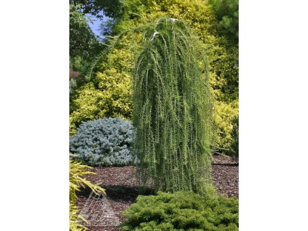 Larix decidua 'Pulii' STD