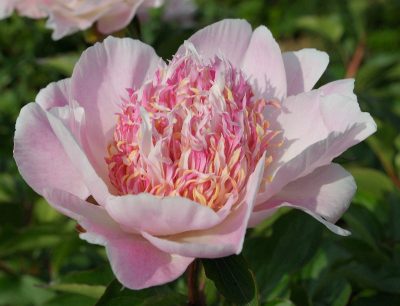 Paeonia lactiflora 'Do Tell'