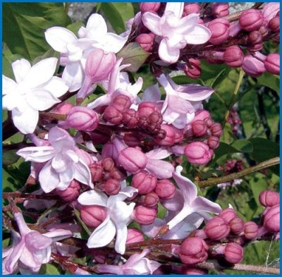 Syringa hyacinthiflora 'Sweetheart'