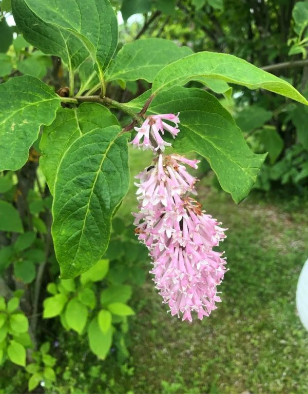 Syringa villosa (sur tige)