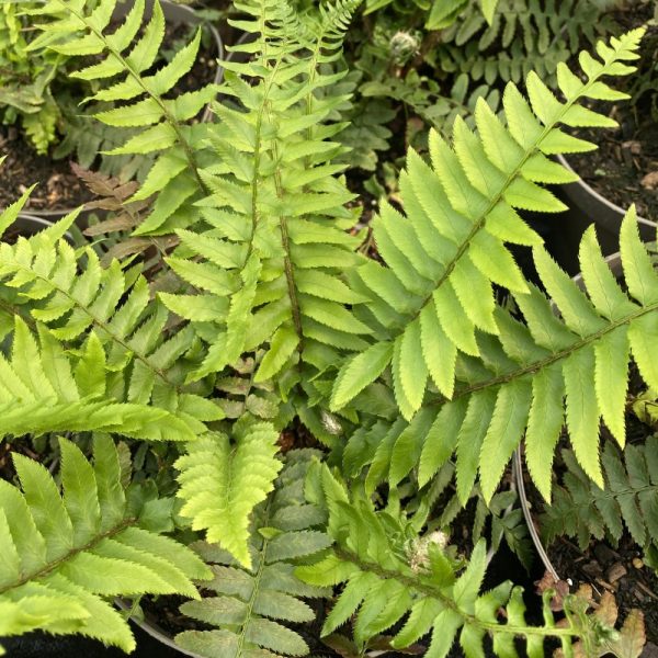 Polystichum munitum