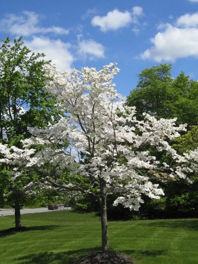 Amélanchier à grandes fleurs 'Autumn Brillance'