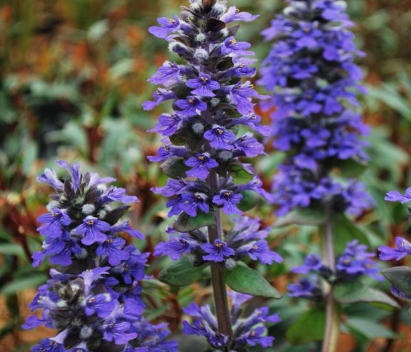 Ajuga reptans 'Catlin's Giant'