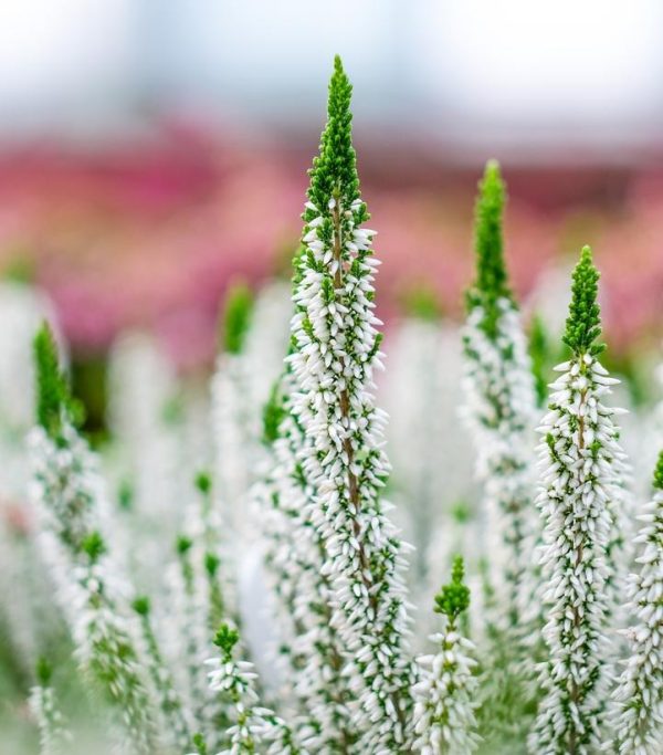 Calluna vulgaris 'Viva'