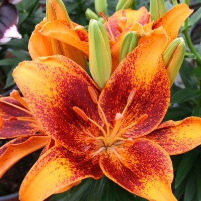 Lilium asiaticum 'Tiny Cosmic'