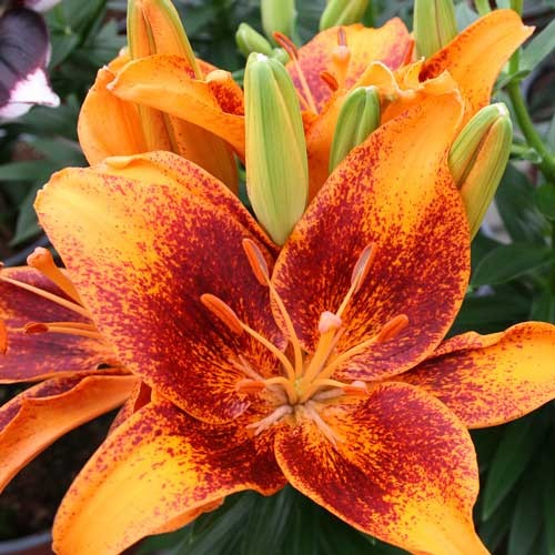 Lilium 'Tiny Cosmic'