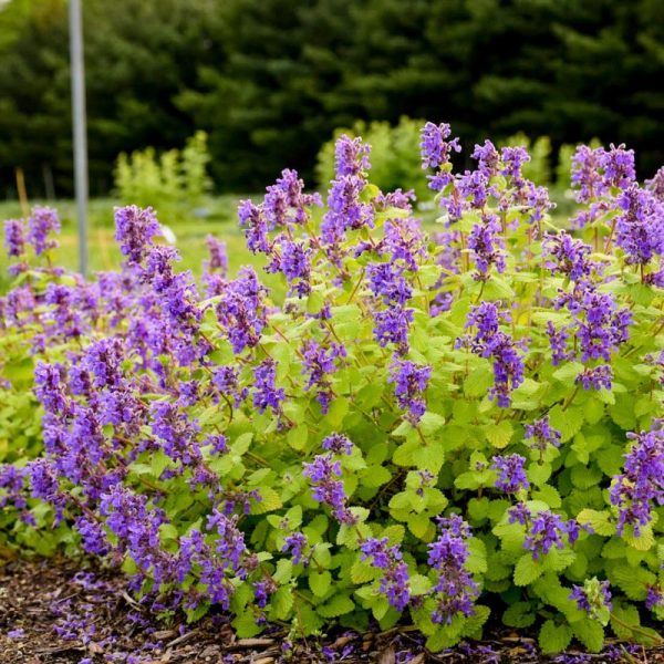 Nepeta racemosa 'Chartreuse on the Loose'