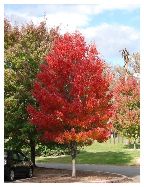 Acer rubrum 'Red Rocket'