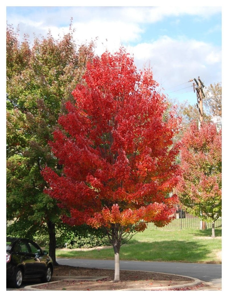 Acer rubrum ‘Red Rocket’