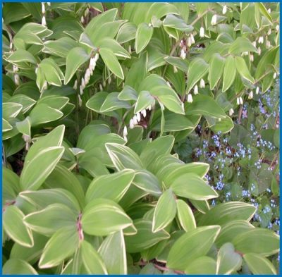 Polygonatum odoratum 'Variegatum'