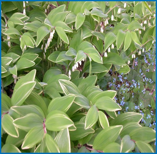 Polygonatum odoratum 'Variegatum'