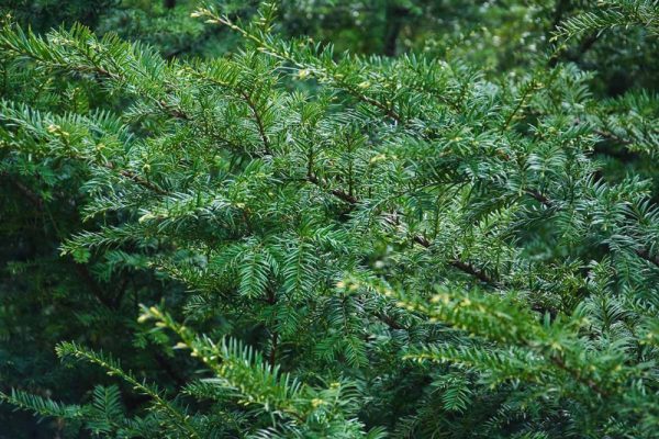 Taxus canadensis