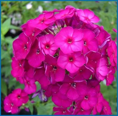 Garden Phlox