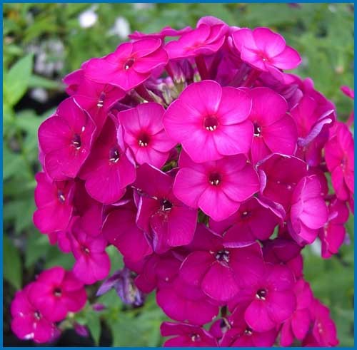 Garden Phlox