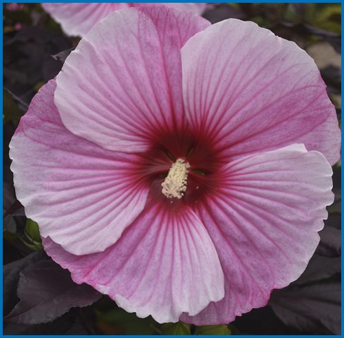 Hibiscus x 'Starry Starry Night'