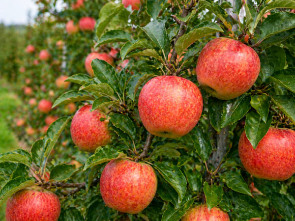 Pommier 'Royal Gala'