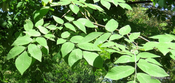Cladrastis kentukea