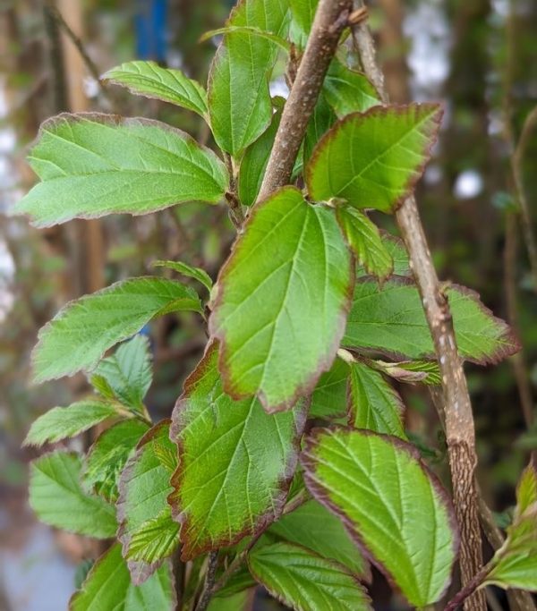 Parrotia persica 'Persian Spire'