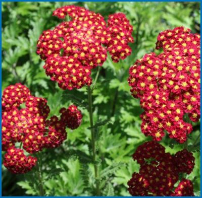 Achillea millefolium 'Strawberry Seduction'
