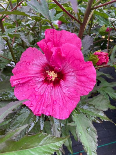 Hibiscus moscheutos 'Inner Glow'