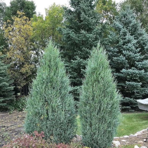Rocky Mountain Juniper