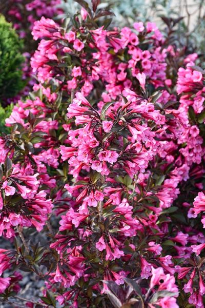 Weigela x 'Wine & Roses' PW