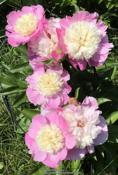 Paeonia lactiflora 'She's My Star'
