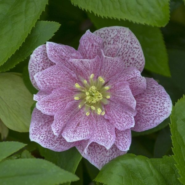 Helleborus x 'Wedding Crasher'